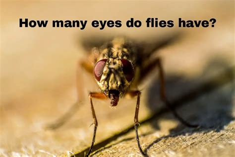 bbo just play|How Many Eyes Do Flies Have (PDF).